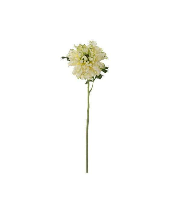 Ranunkel snittblomst grønn