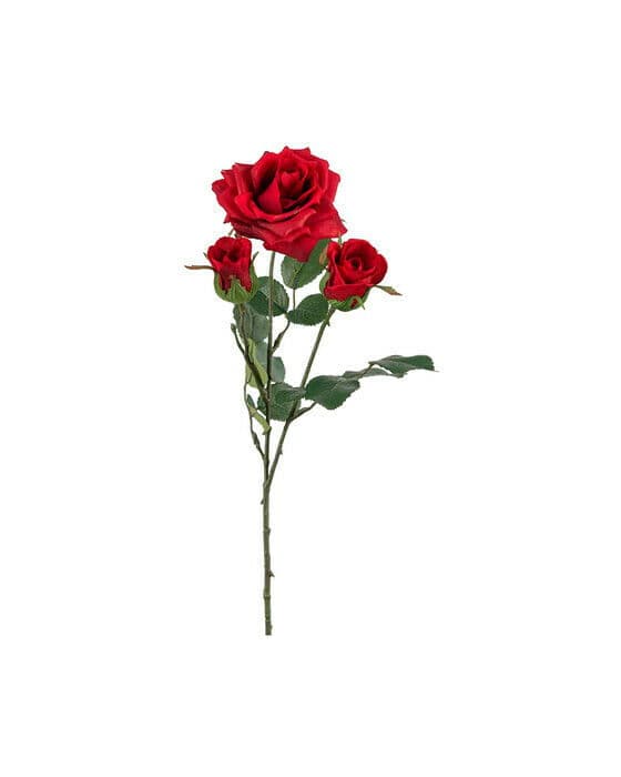 Rose snittblomst röd