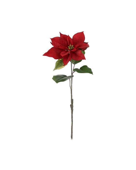 Julestjerne snittblomst rød