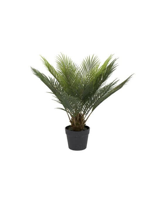 Konglepalme potteplante grønn