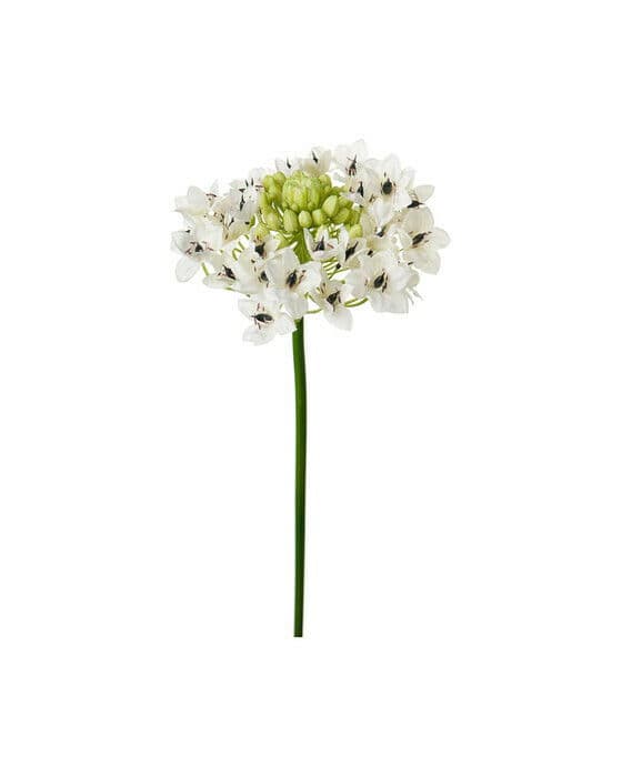 Arabicum Cut Flower White