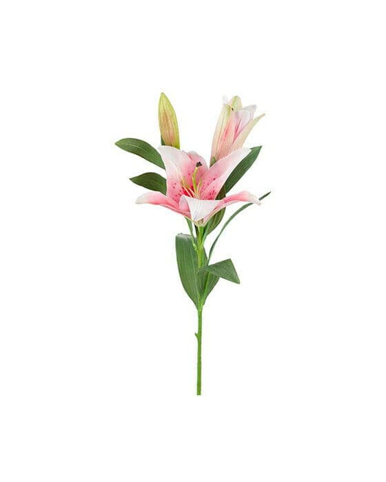 Lilje snittblomst rosa