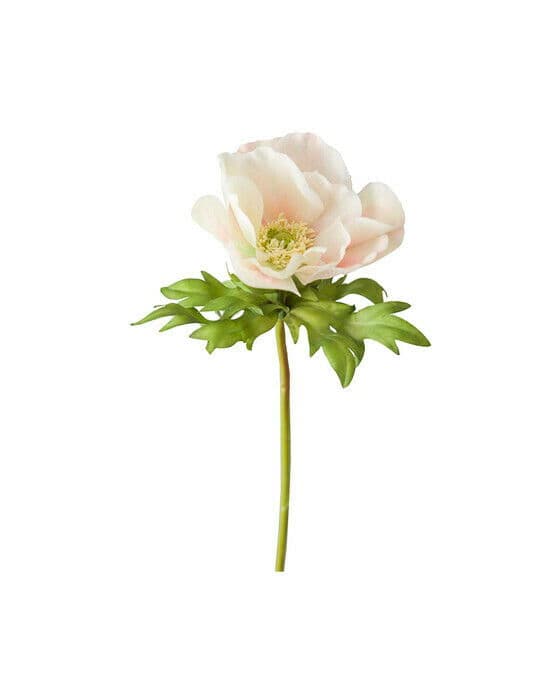 Anemone snittblomst cream