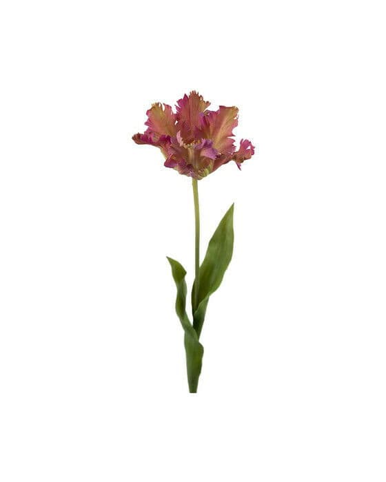 apegøyetulipan snittblomst lilla