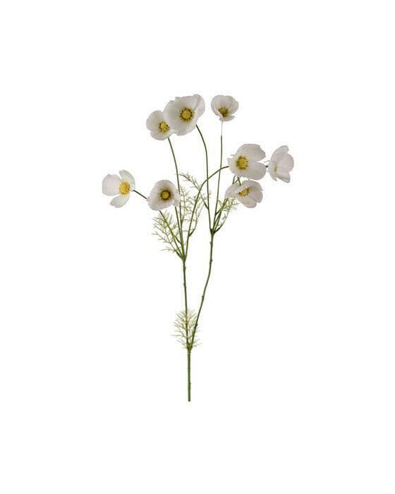Rosenskjær snittblomst hvit