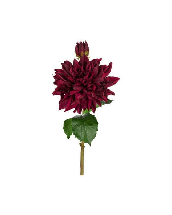 Dahlia snittblomst burgunder