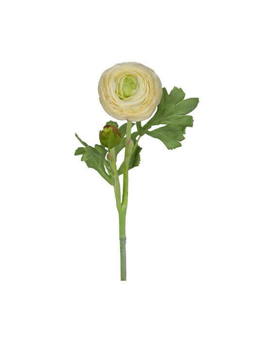 Ranunkel snittblomst hvit