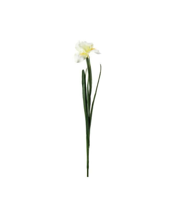 Iris snittblomst gul