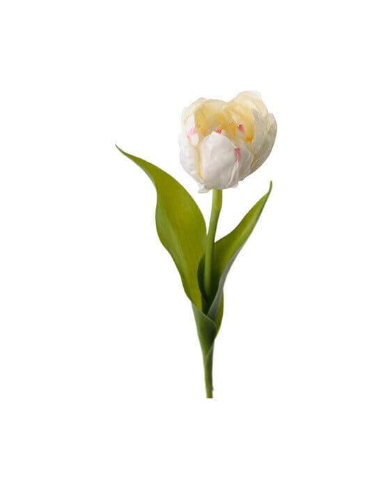 Tulipan snittblomst cream