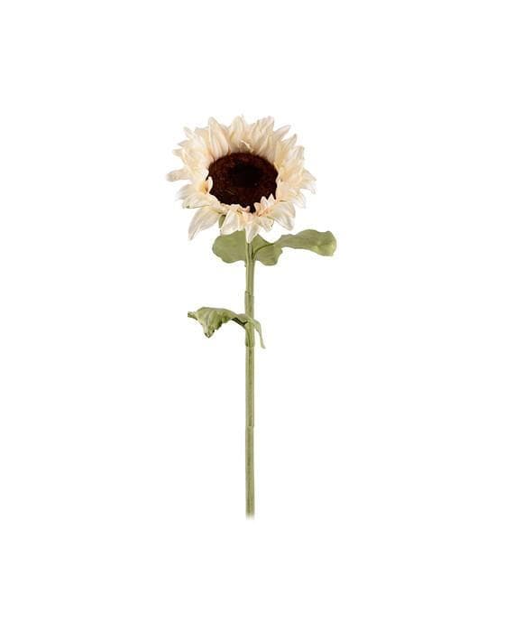 Solsikke snittblomst cream