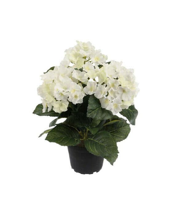 Hortensia potteplante hvit