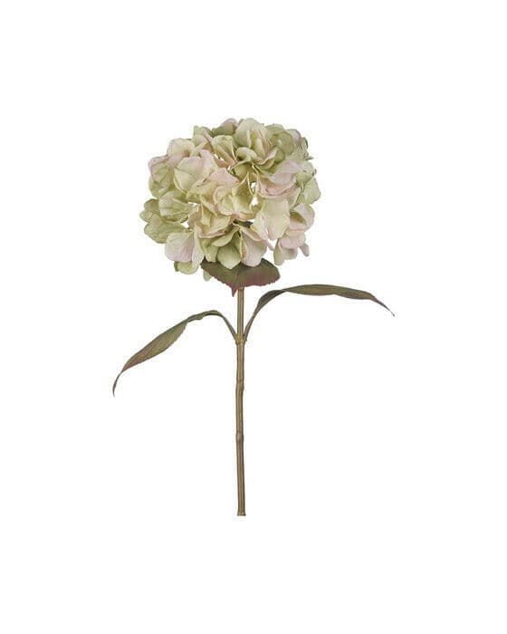 Hortensia snittblomst grønn/rosa