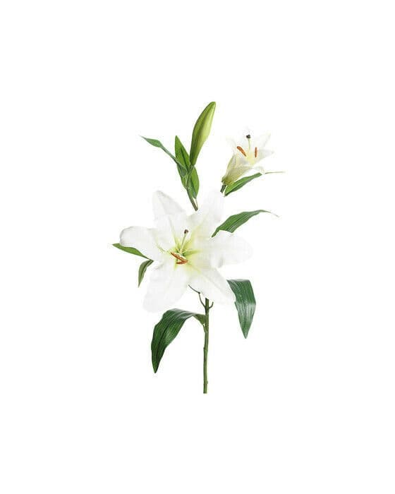 Lilja snittblomst hvit