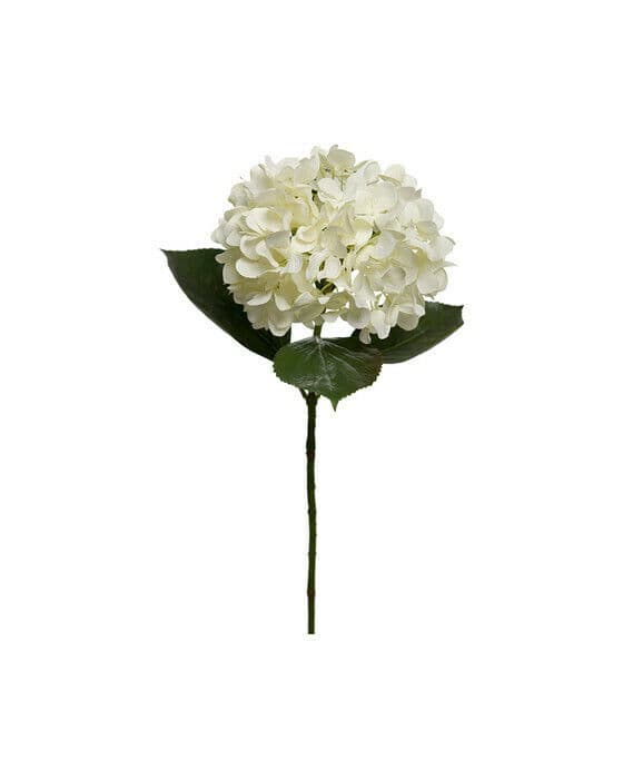 Hortensia snittblomst hvit