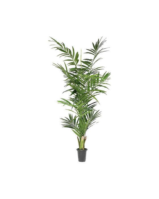 Kentiapalme kunstig plante grønn