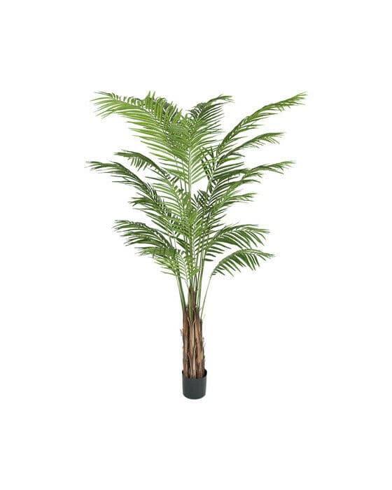 Areca palme grønn