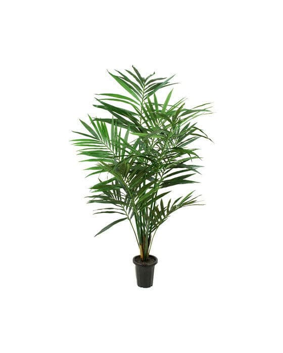 Kentiapalme kunstig plante grønn