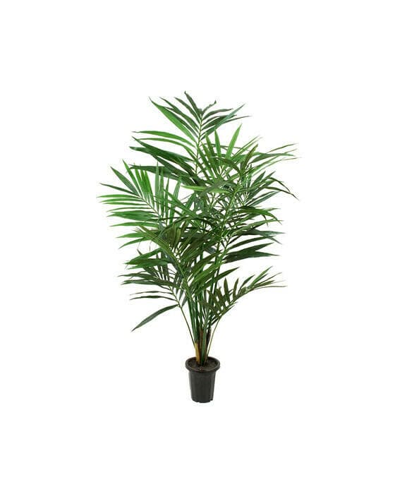 Kentiapalme kunstig plante grønn