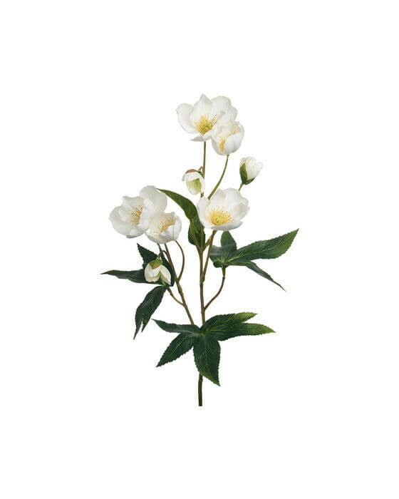 Julerose snittblomst hvit