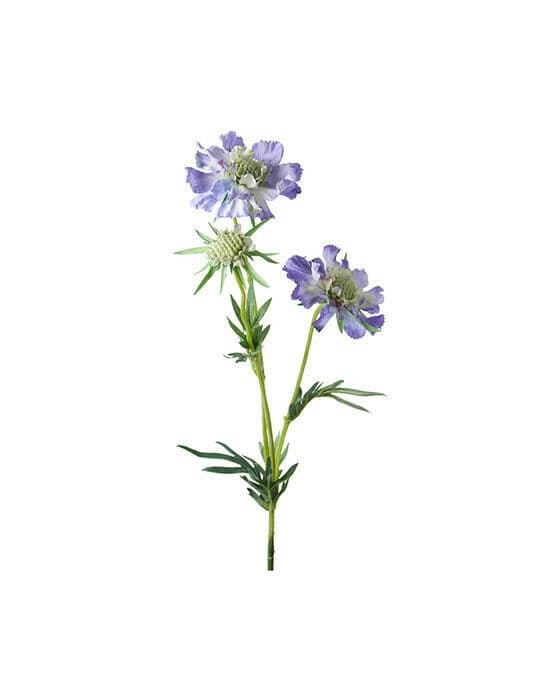 Scabiosa snittblomst, blå