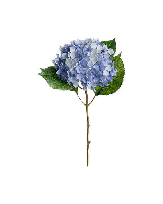 Hortensia snittblomst lyseblå
