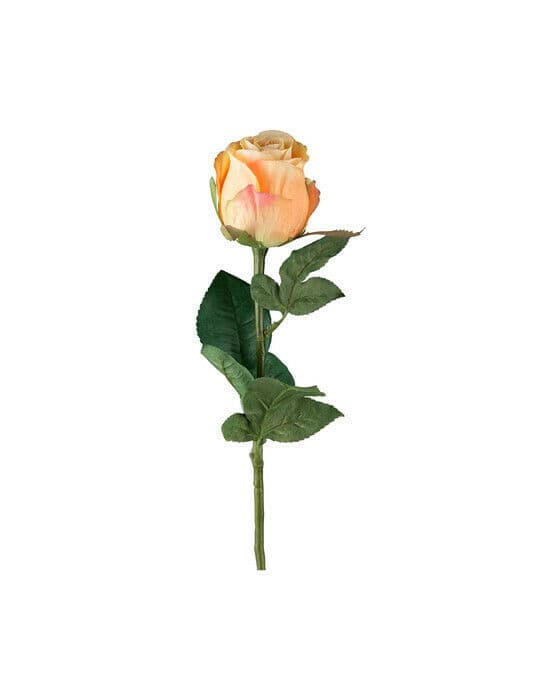 Rose snittblomst peach