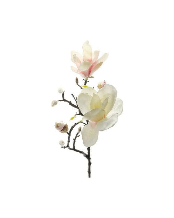 Magnolia snittblomst hvit/rosa