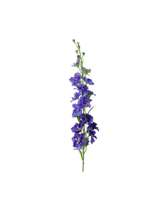 Ridderspore snittblomst lilla