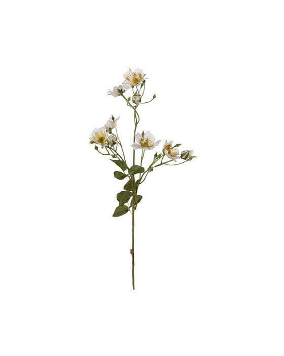 Japansk klatrerose snittblomst hvit