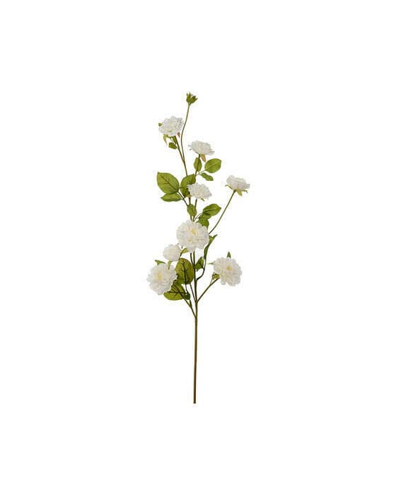 Klatrerose snittblomst hvit