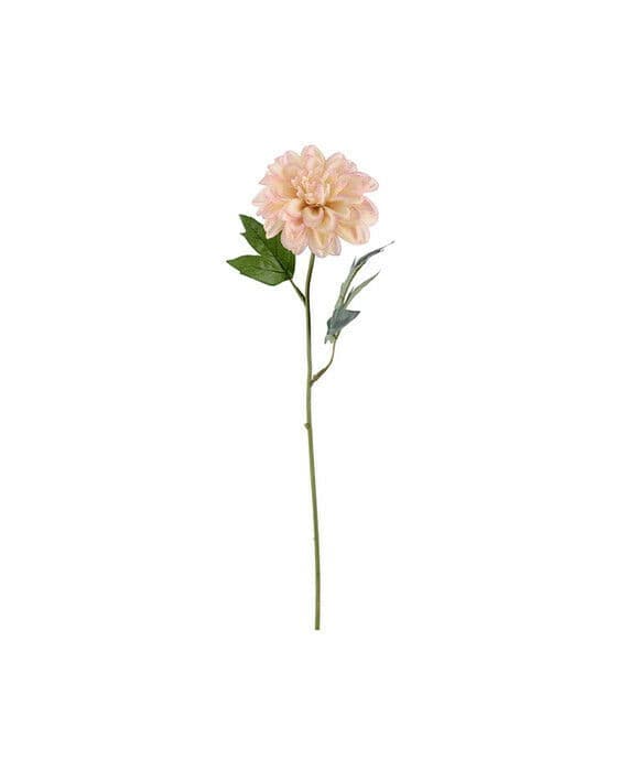 Zinnia snittblomst rosa
