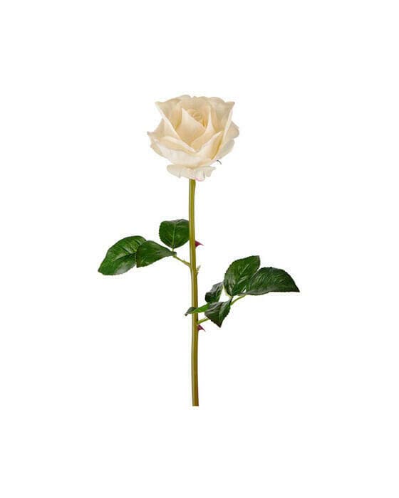 Rose snittblomst hvit