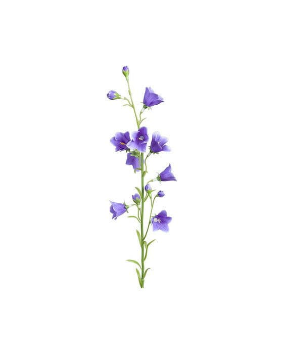 Blåklokke snittblomst blå