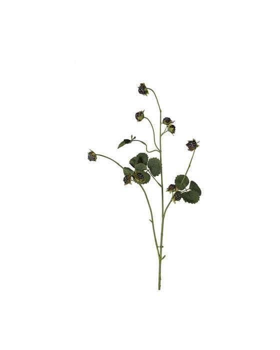 Bjørnebærkvist snittblomst svart