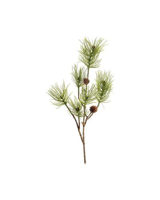 Furukvist med kongler snittblomst grønn