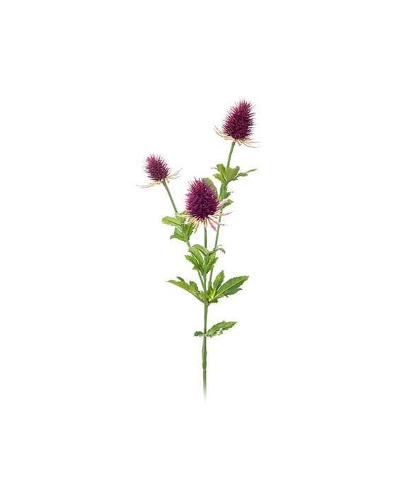 Tistel snittblomst lilla
