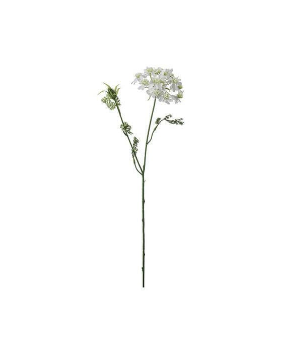 Blomsterkjørvel hvit