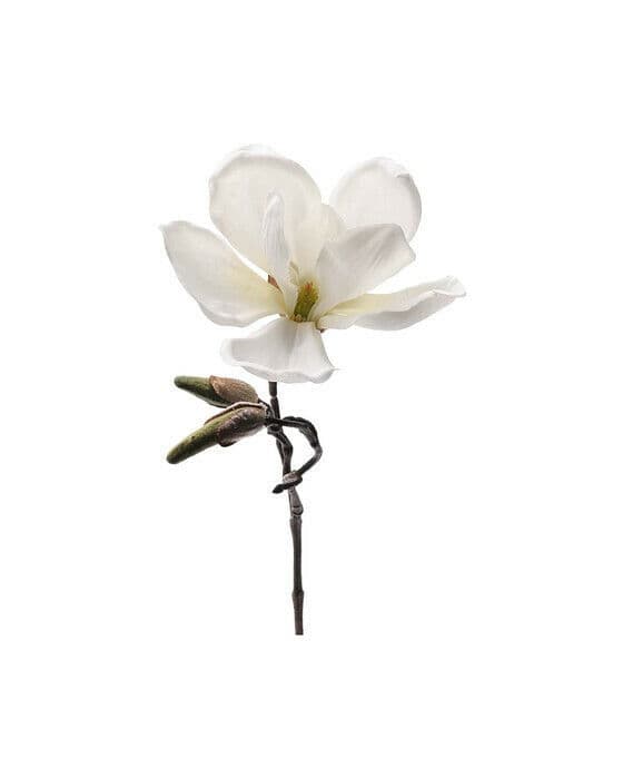 Magnolia snittblomst hvit