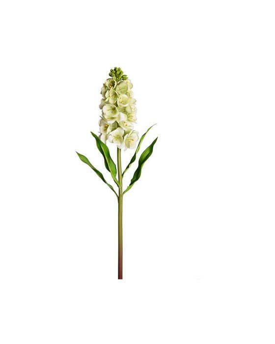 Løvkoja snittblomst grønn