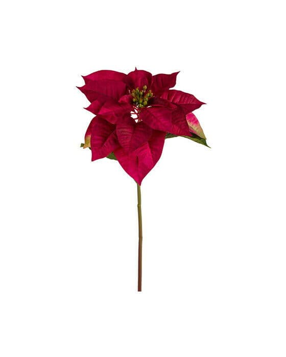 Julestjerne snittblomst rød