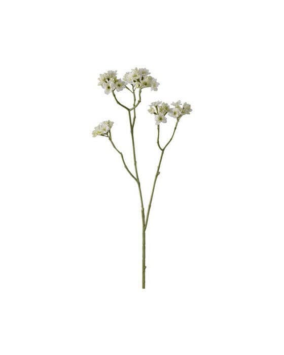 Blomkvist snittblomst hvit