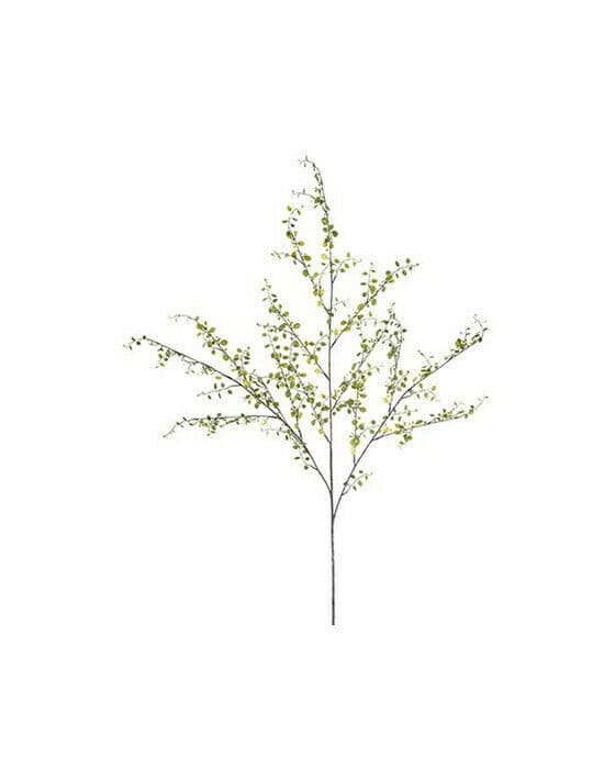 Muehlenbeckia snittblomst grønn