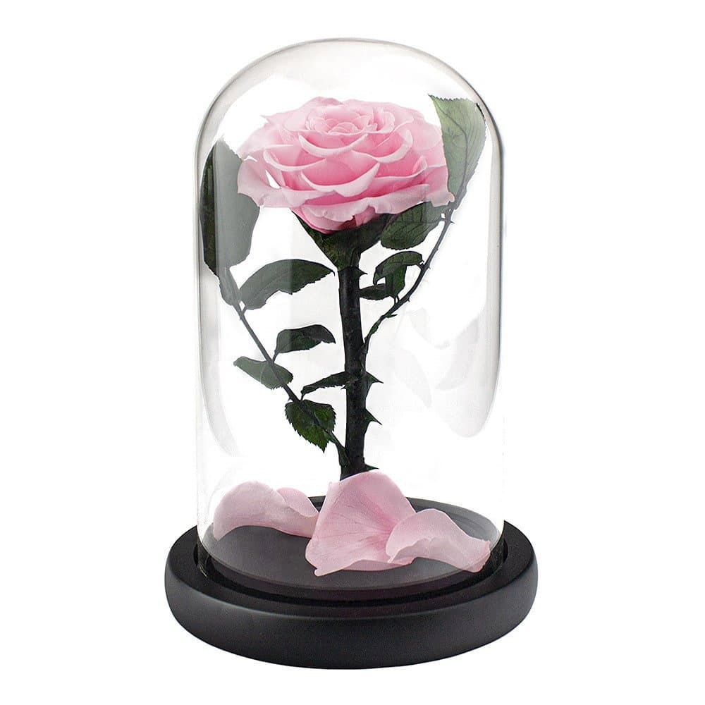 Stor Rose i Glasskuppel - Rosa