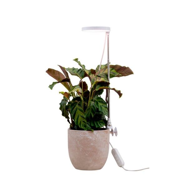 Plantelys AIRAM Rose, 290 lm