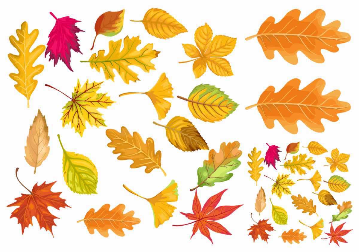 Colorful autumn leaves