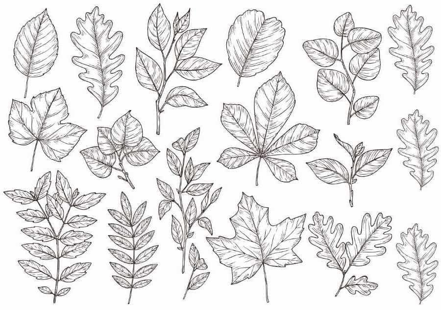 Hand-drawn autumn leaves