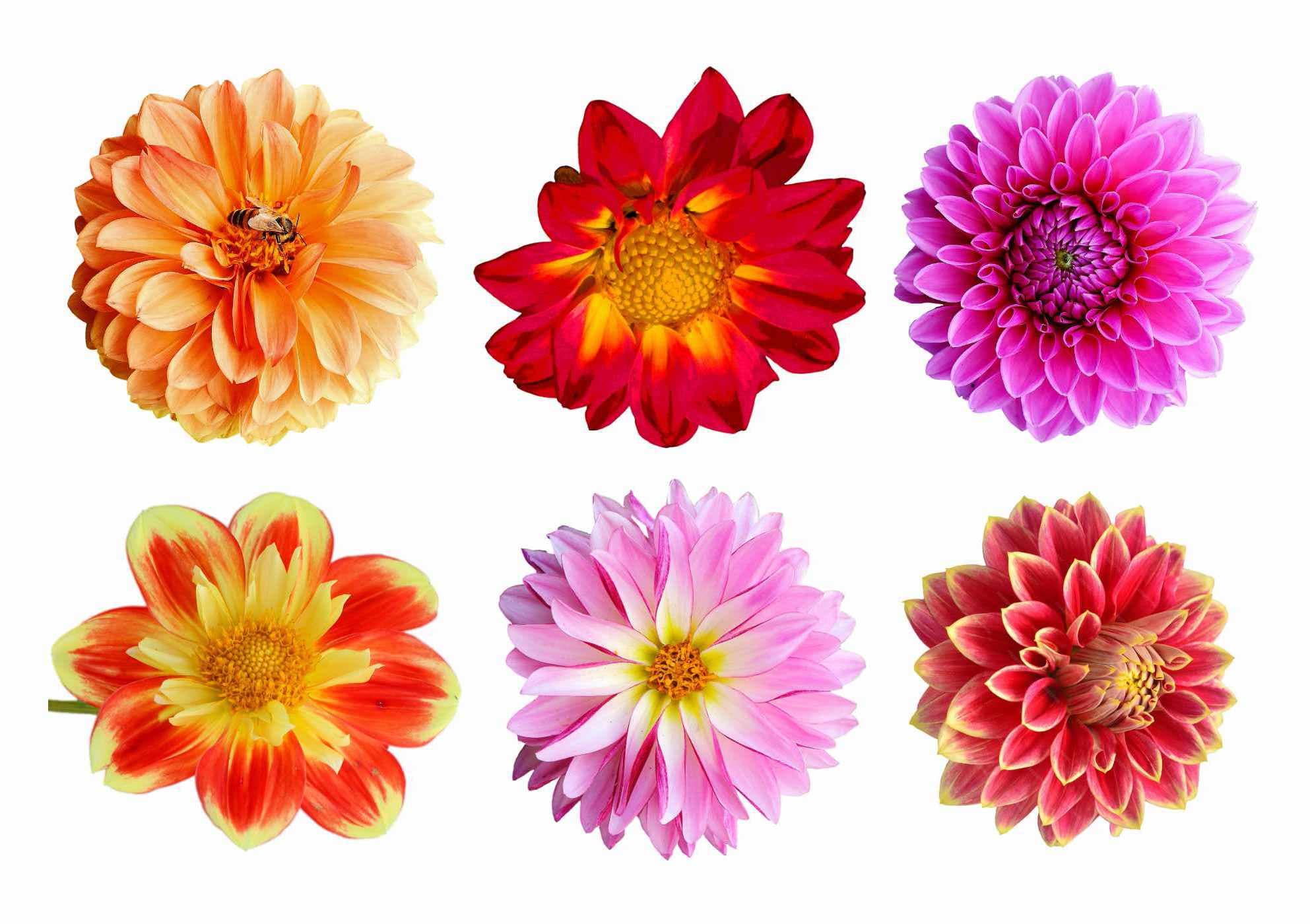 Dahlia tattoos