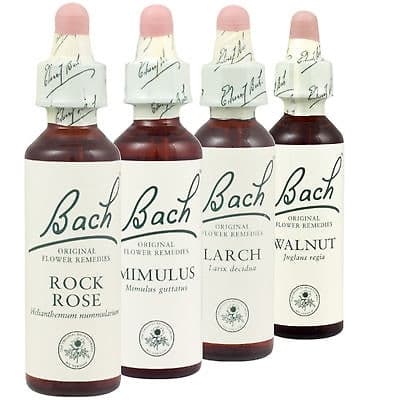 Wild Rose/Steinnype