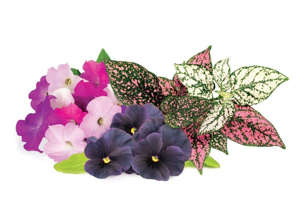 Click And Grow Smart Garden Refill 9-pack - Livlig Blomstermix