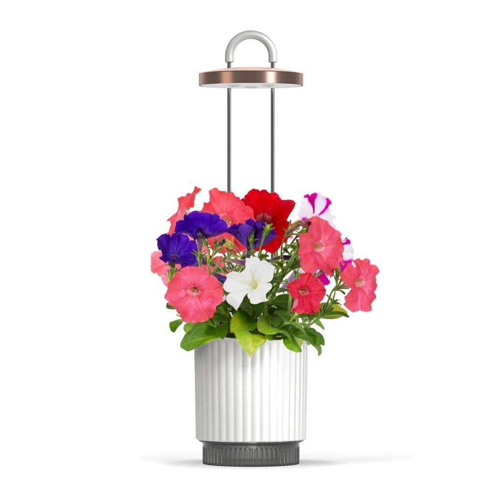 Click and Grow x HydroVase - Hvit